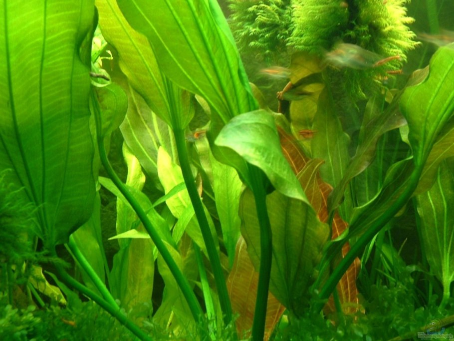 Апоногетон мадагаскарский Увирандра