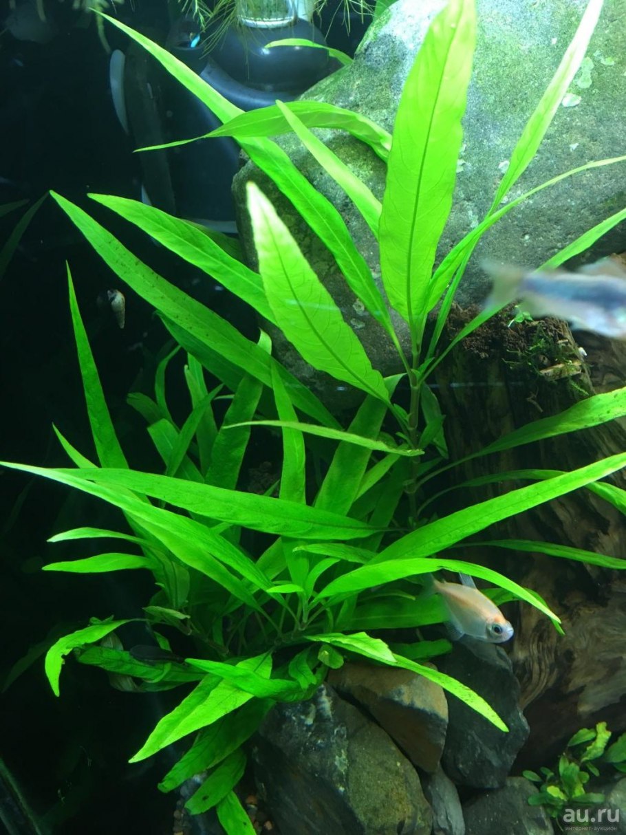 Ротала макрандра мини