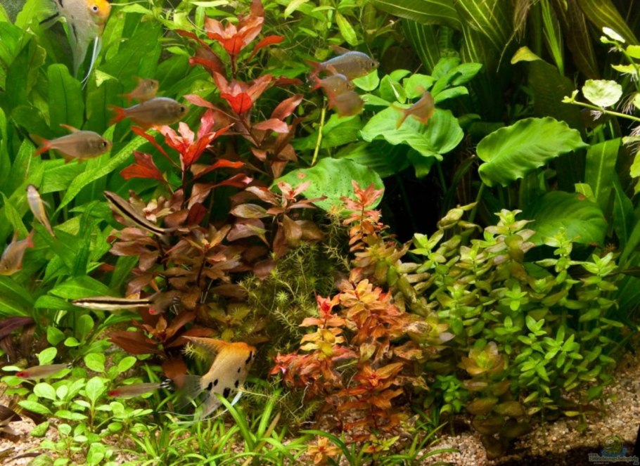 Нимфея Рубра Nymphaea rubra