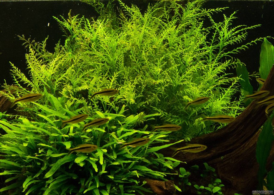Гигрофила аквариумное растение