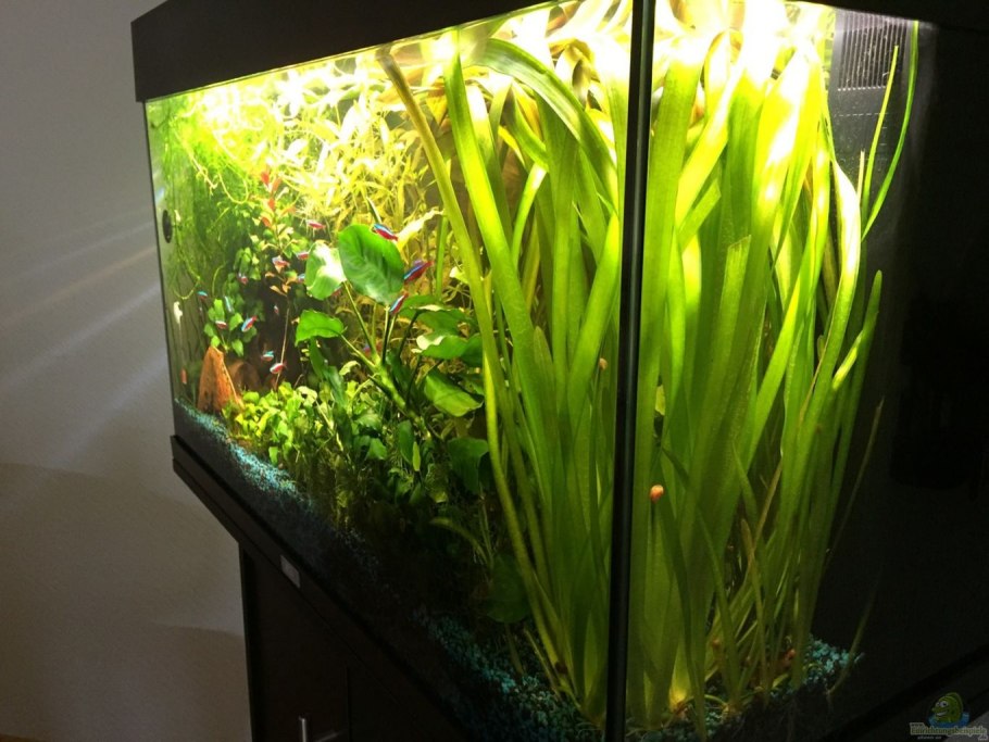 Ротала макрандра Флорида