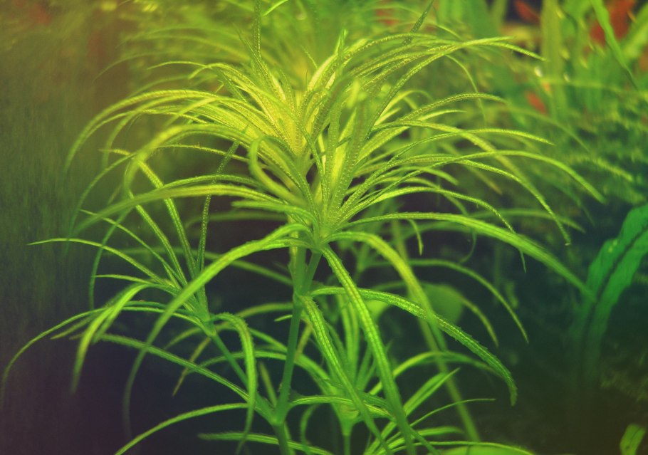 Дубок аквариумное растение