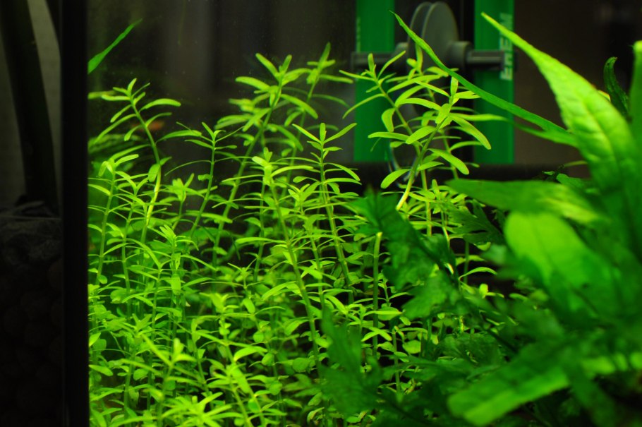 Эхинодорус Блехера