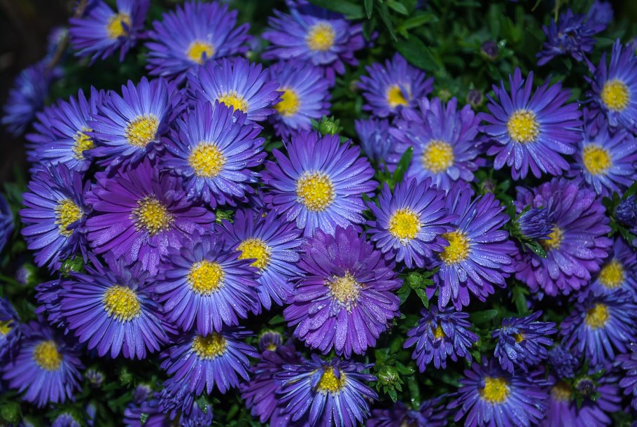 Астра Альпийская (Aster Alpinus)