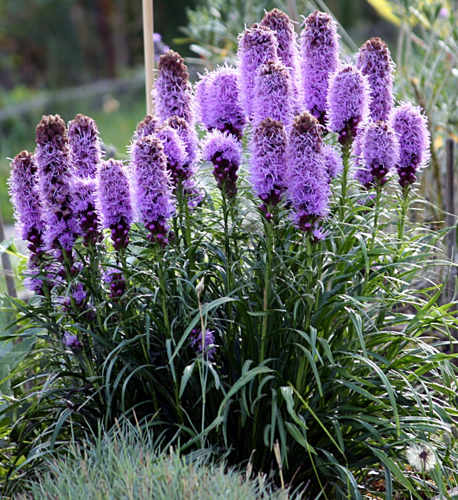 Лиатрис колосковый (Liatris spicata Kobold)