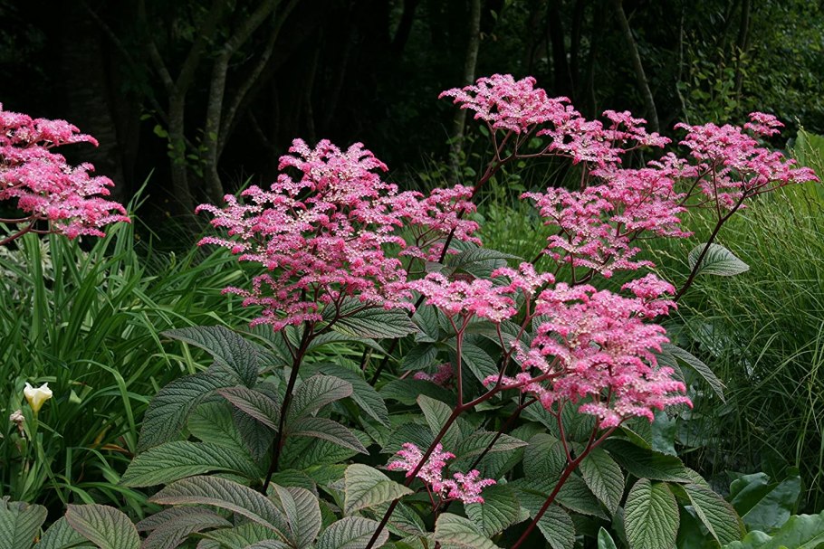 Роджерсия перистая (Rodgersia pinnata)