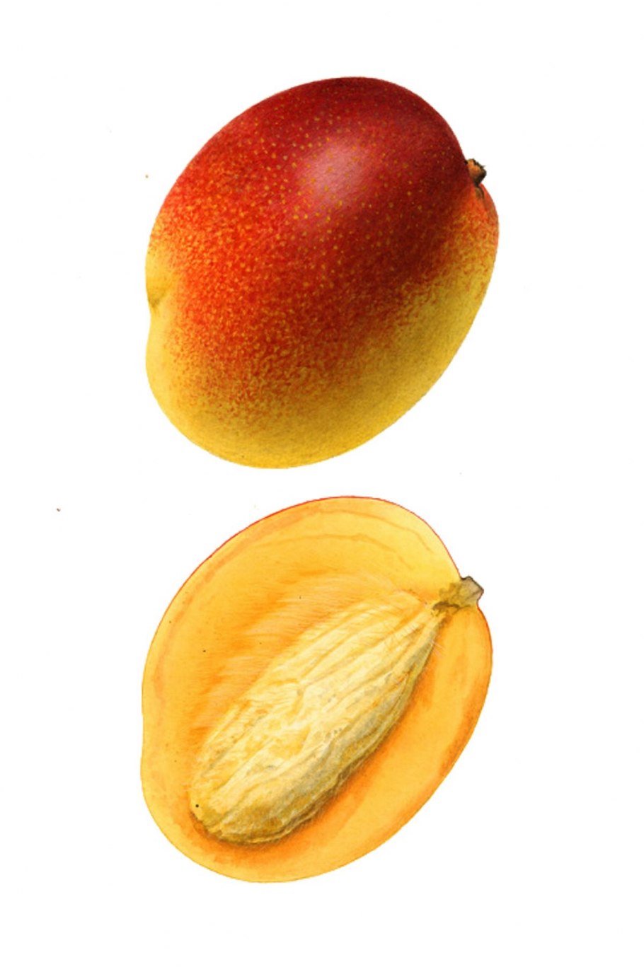 Манго темноватое внутри