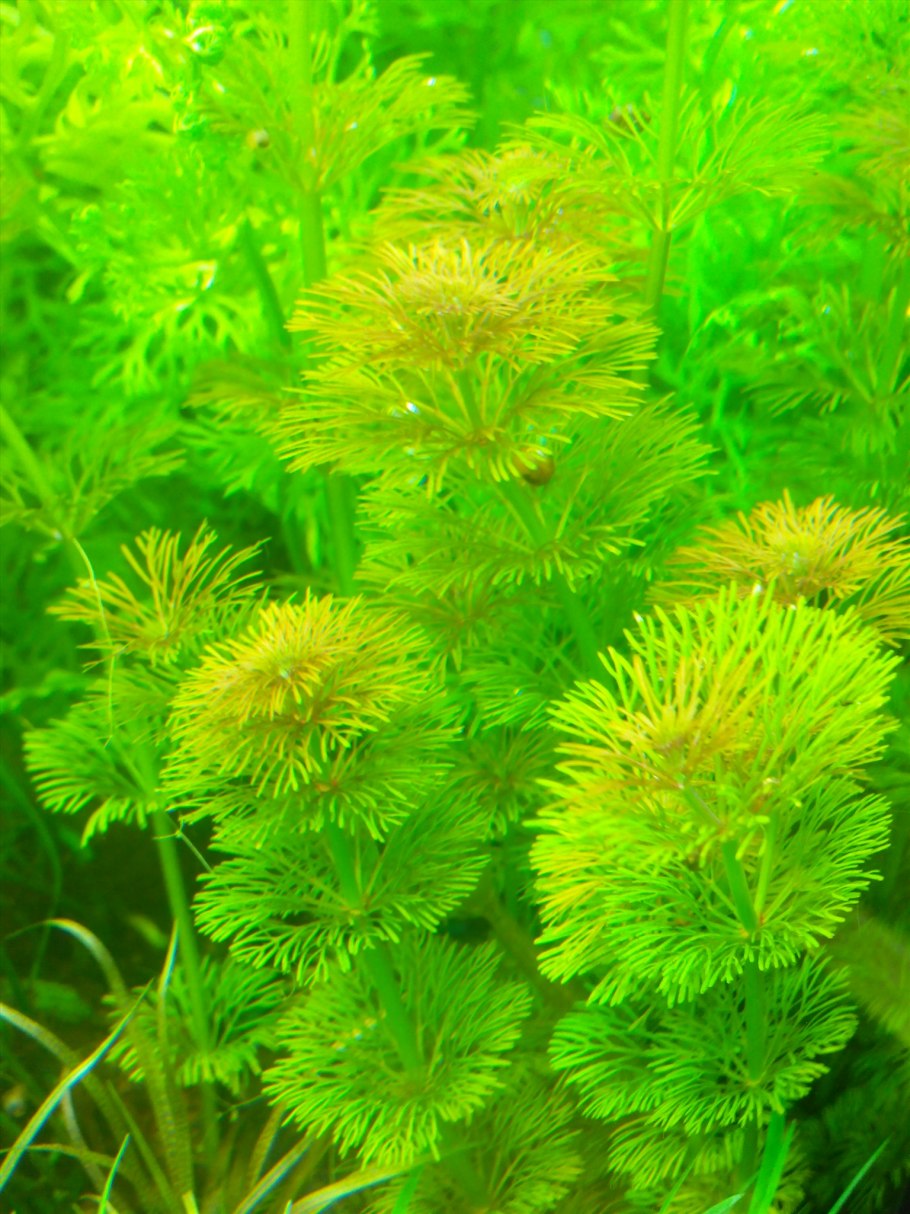 Необычные красивые аквариумные растения