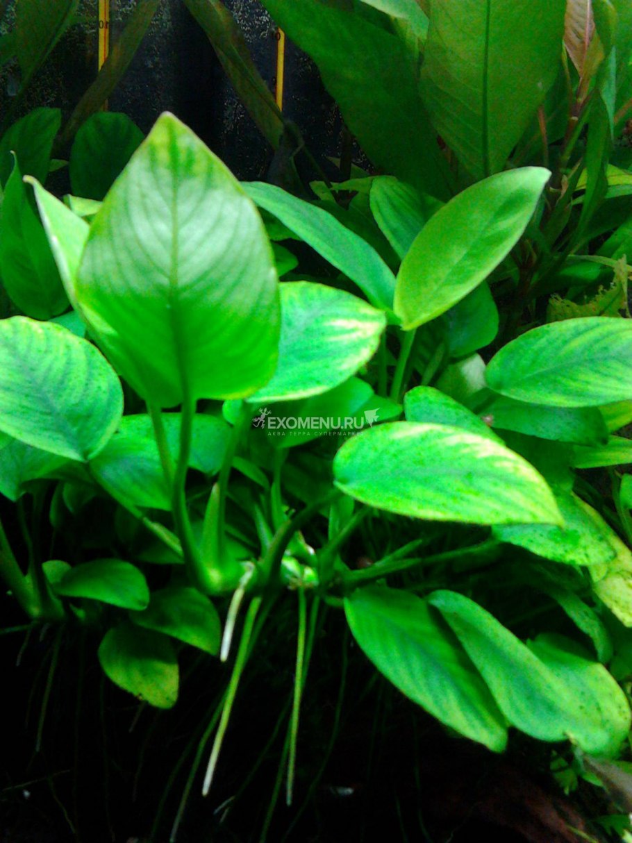 Лимнофила сидячецветковая