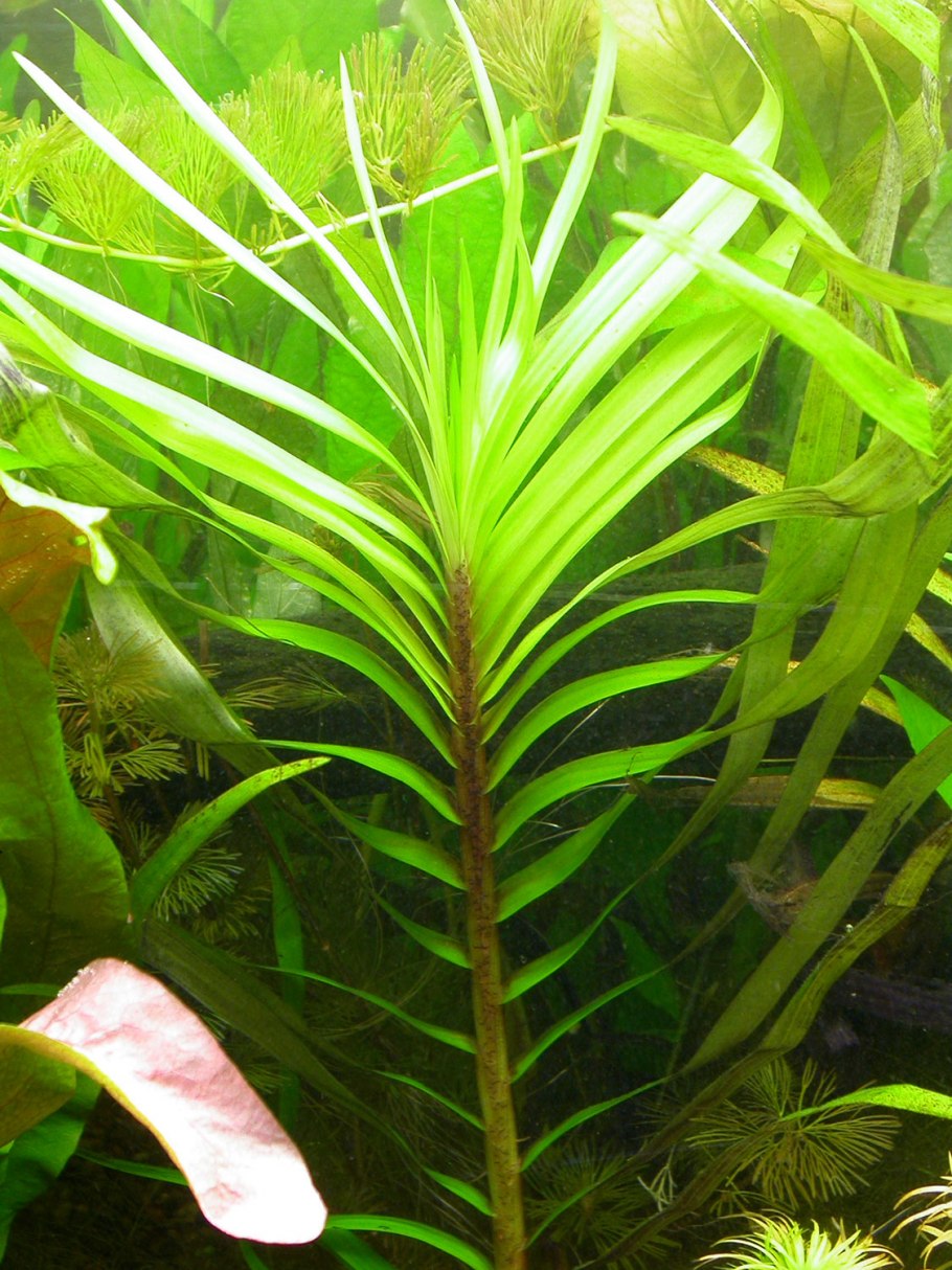 Пропант и золотые рыбки