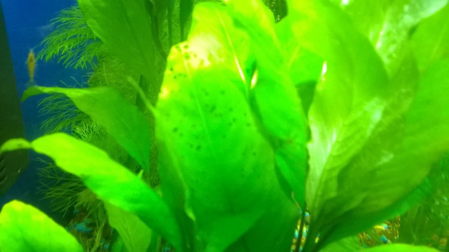 Ротала индийская (Индика)