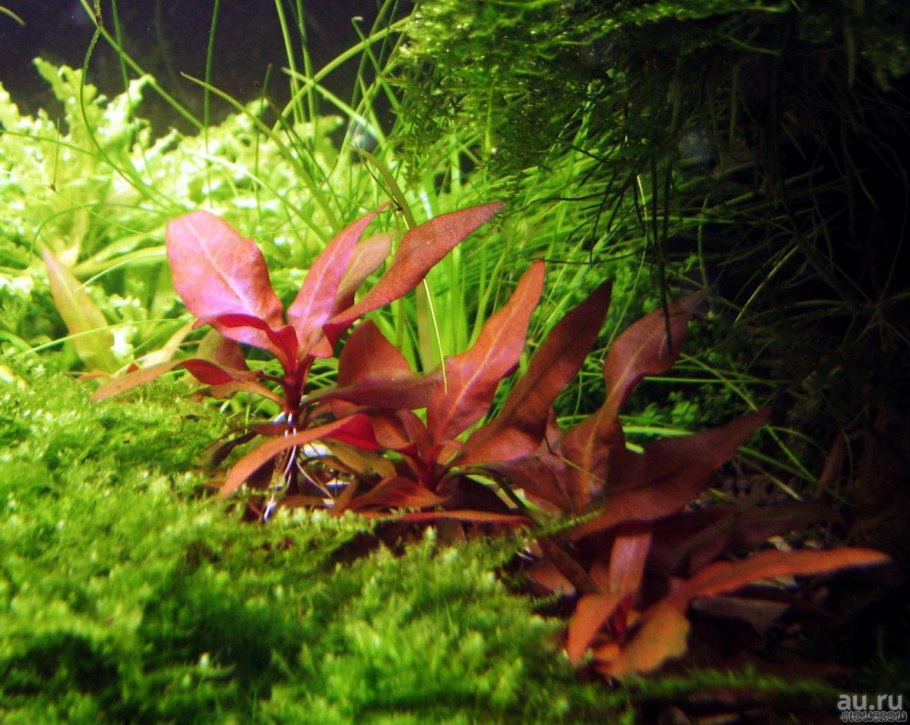 Гигрофила Валлиснерия