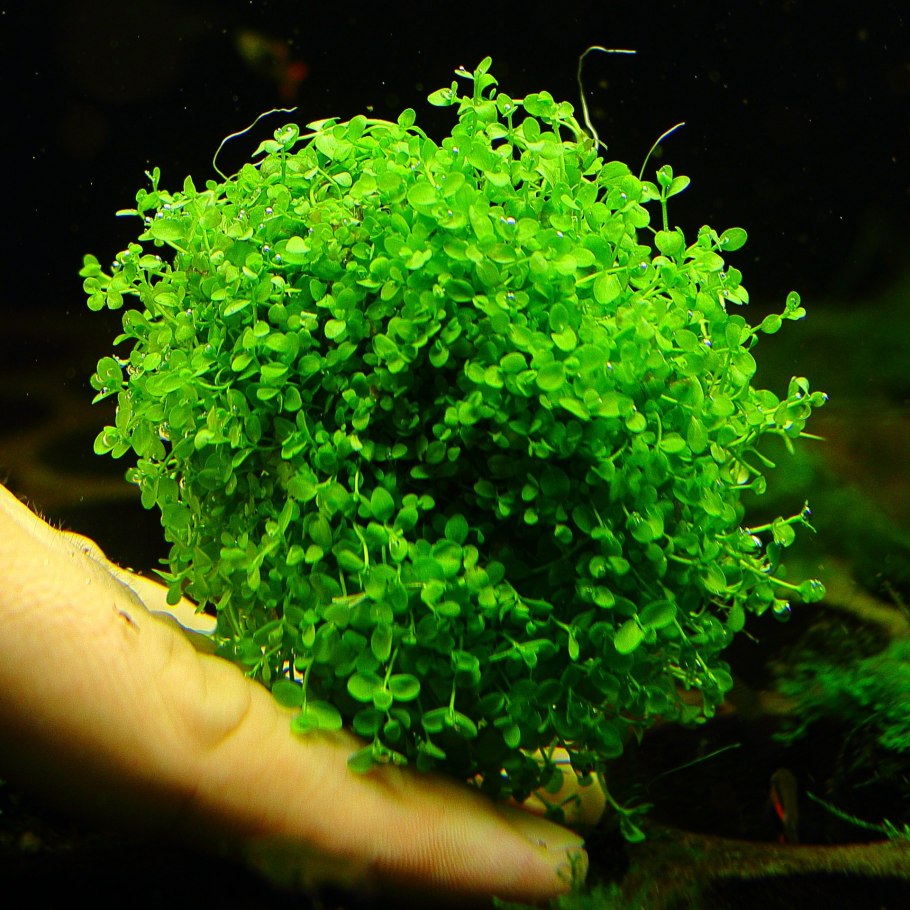 Микрантеум "Монте-Карло"