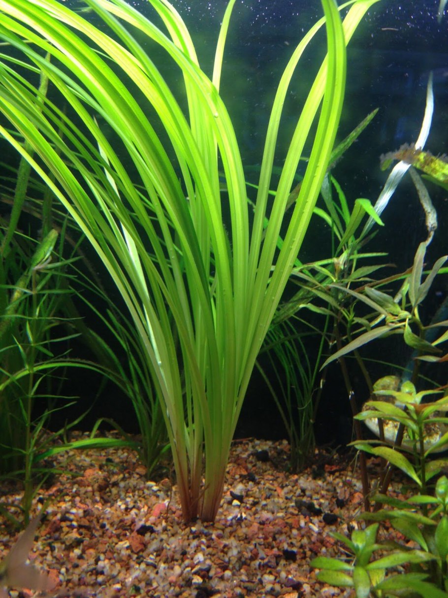 Гигрофила иволистная аквариумное