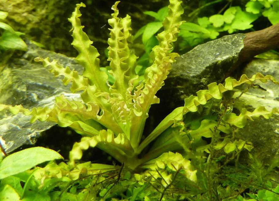 Криптокорина пурпурная аквариумное