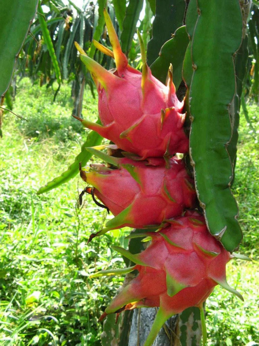 Драконий фрукт Спайк