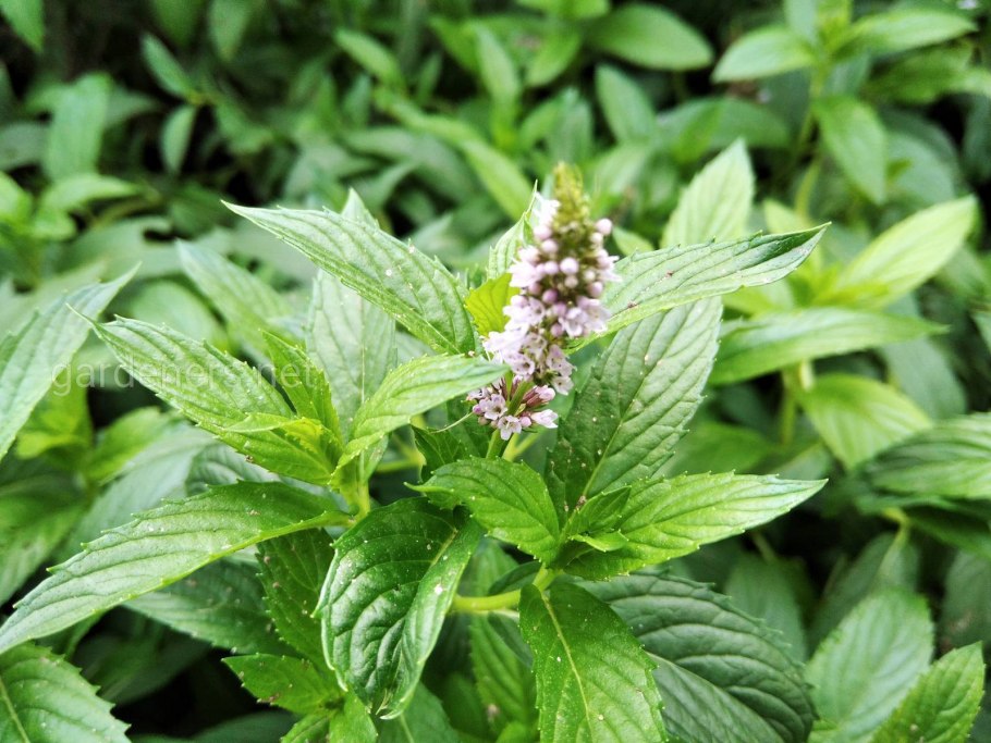 Лекарственные растения на подоконнике