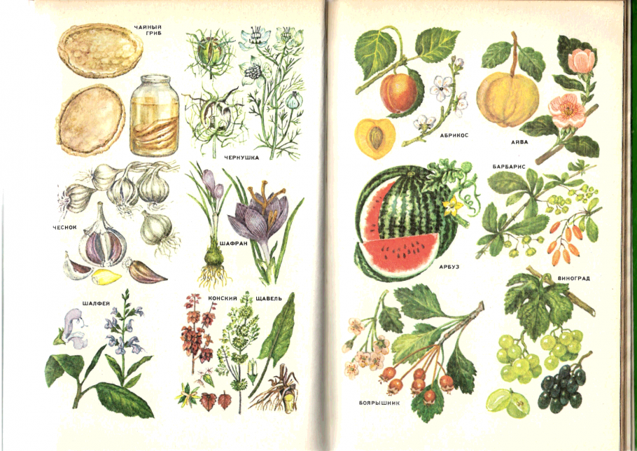 Липа, зверобой, чабрец, Мелисса, мята