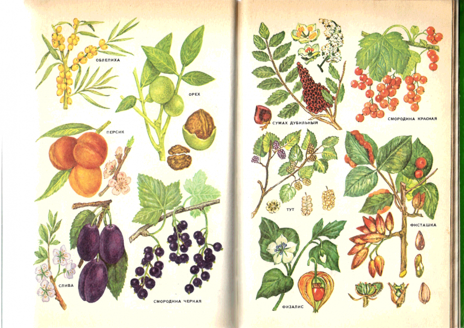 Полынь, мята и Лаванда