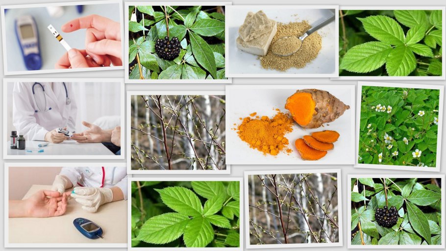 Лекарственные растения растения