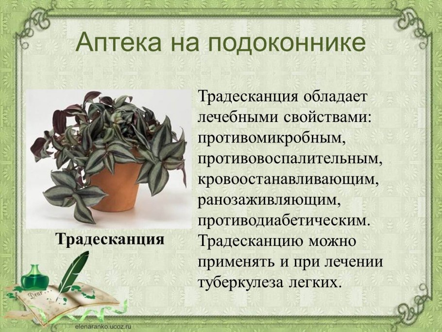 Лекарственные комнатные растения