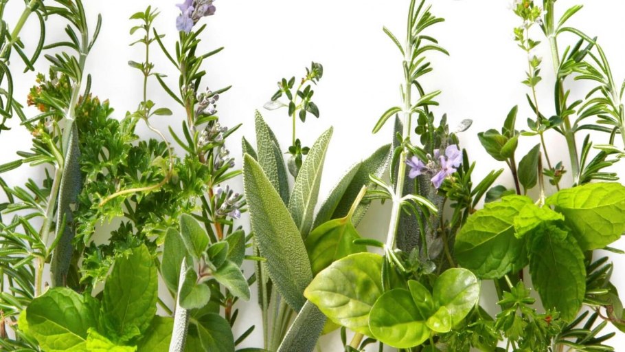 Экстракты лекарственных растений