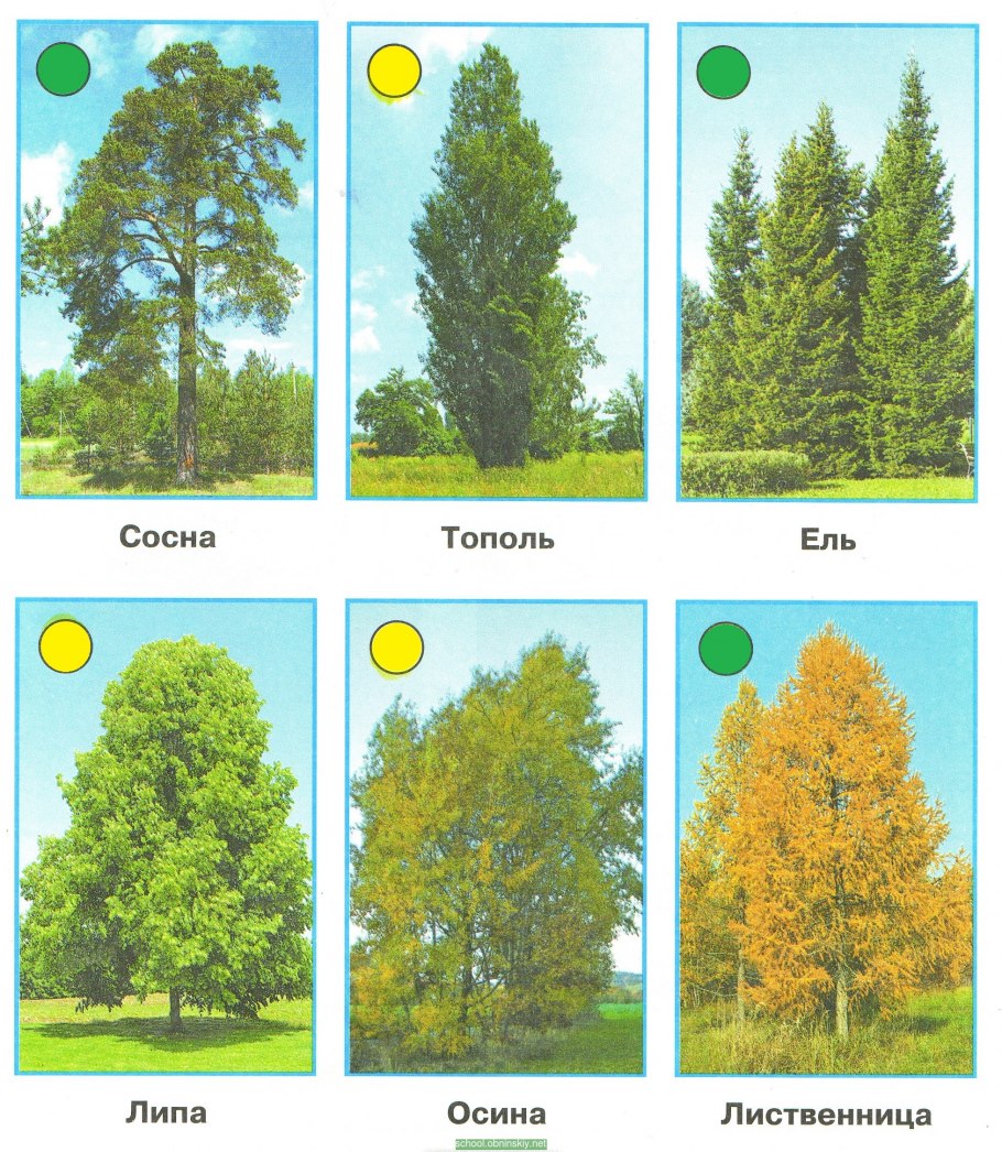 Что такое хвоинки 1 класс окружающий мир рабочая тетрадь