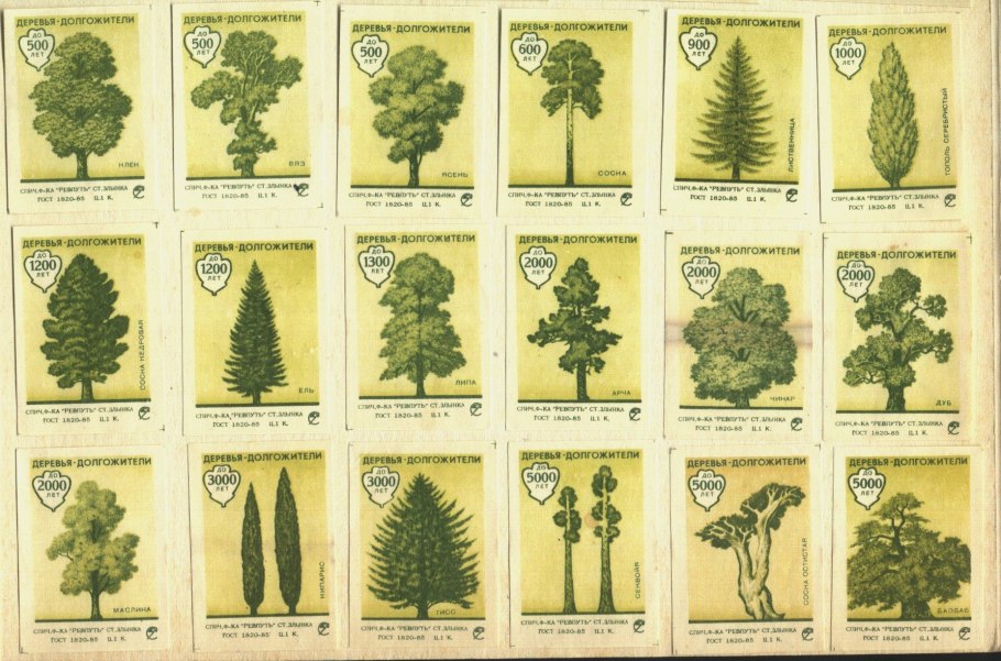 Хвойные деревья список для детей