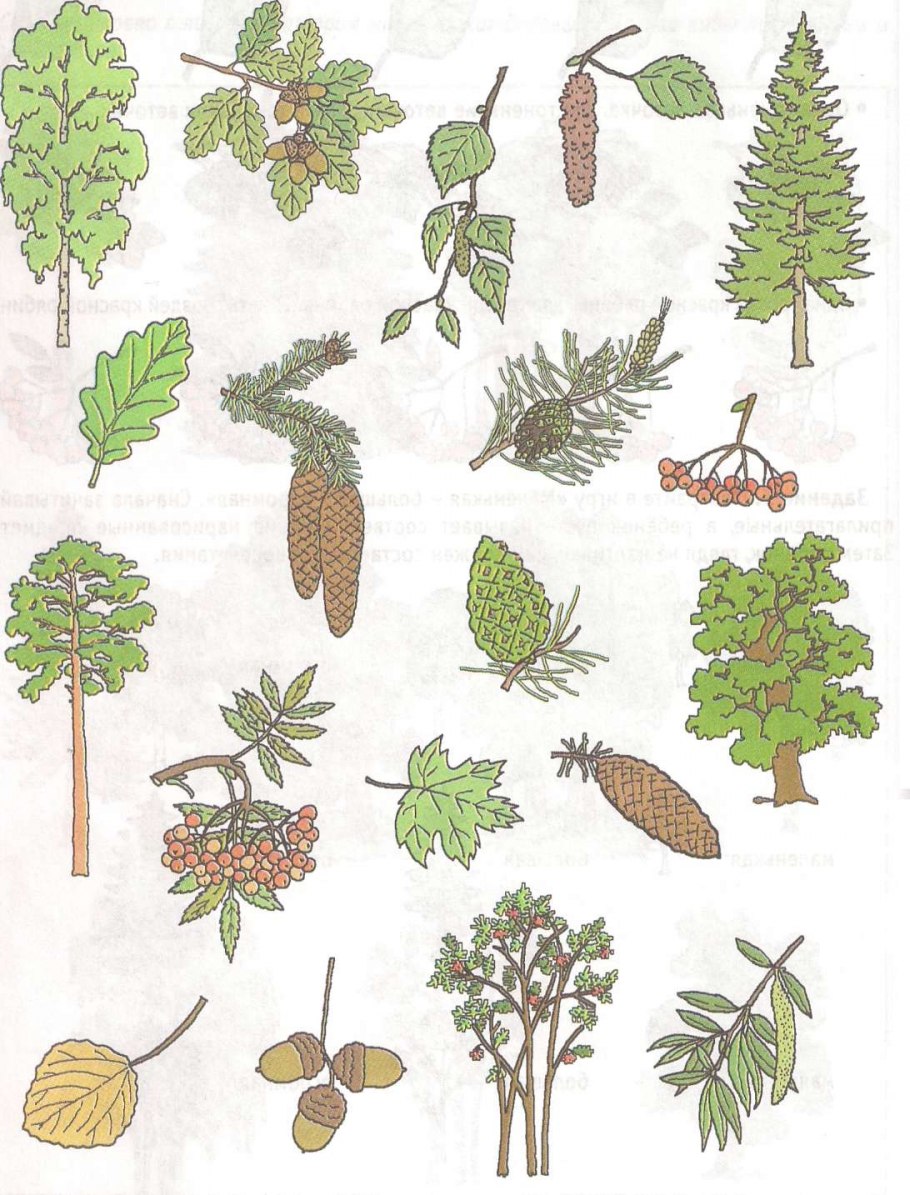 Лиственные деревья для дошкольников