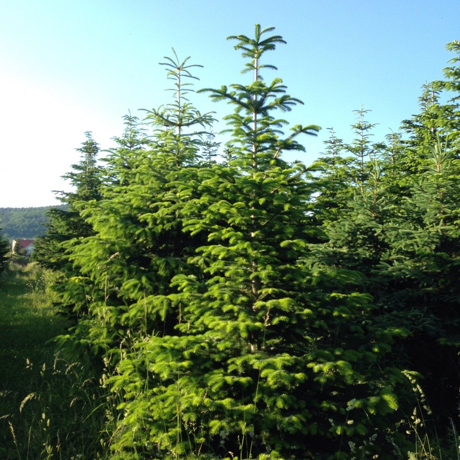 Лиственница вечнозеленая