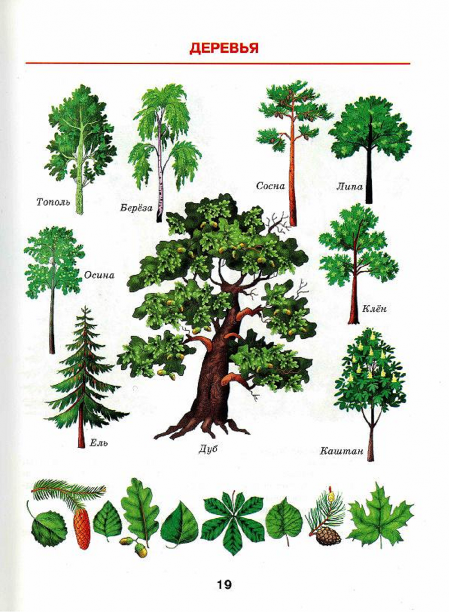 5 лиственных растений. Лиственные деревья для детей. Лиственные деревья для дошкольников. Лиственные деревья названия. Дерево картинка для детей.