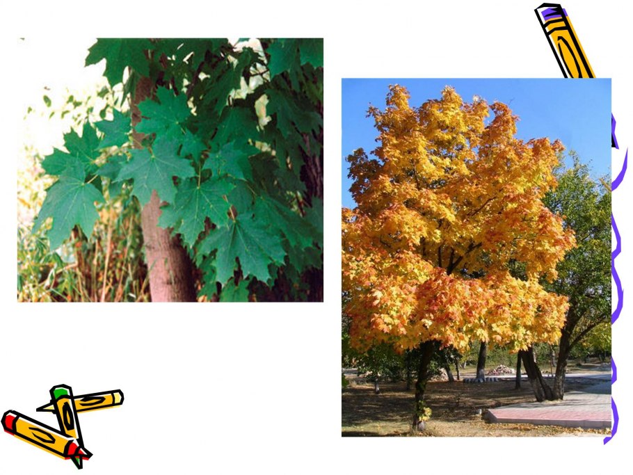 Лиственные и хвойные деревья презентация