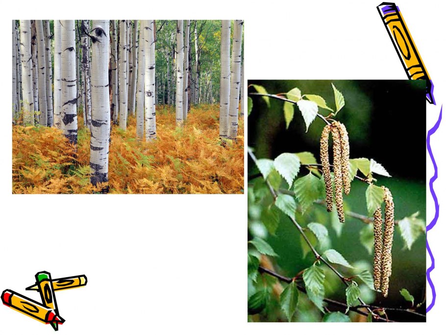 Лиственные деревья презентация