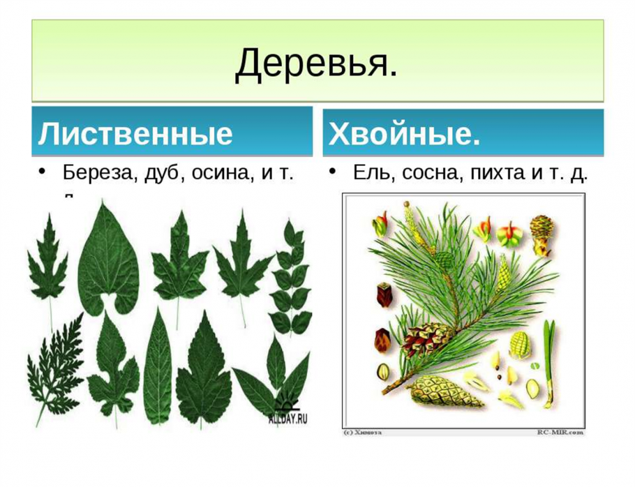 Хвойна листовые деревья