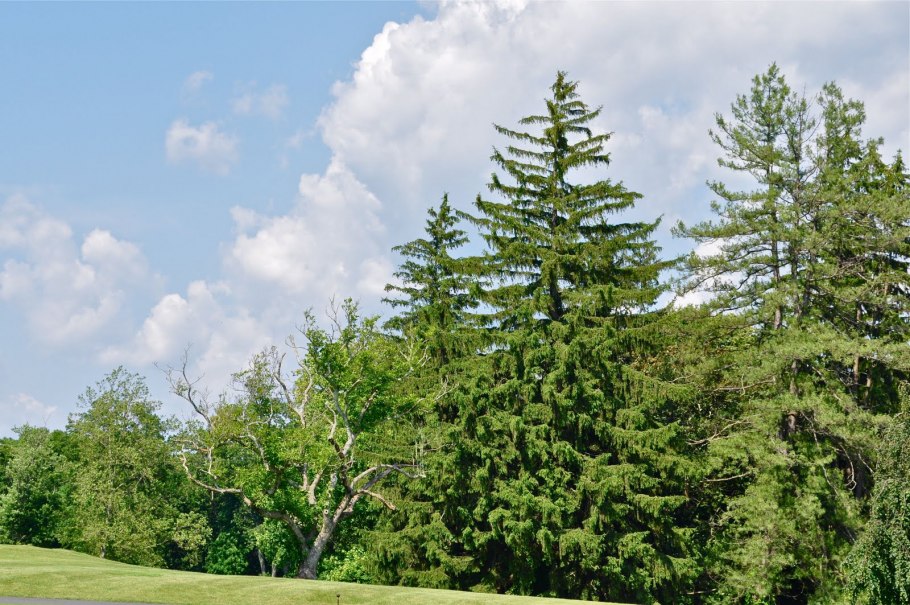 Лиственница Глена