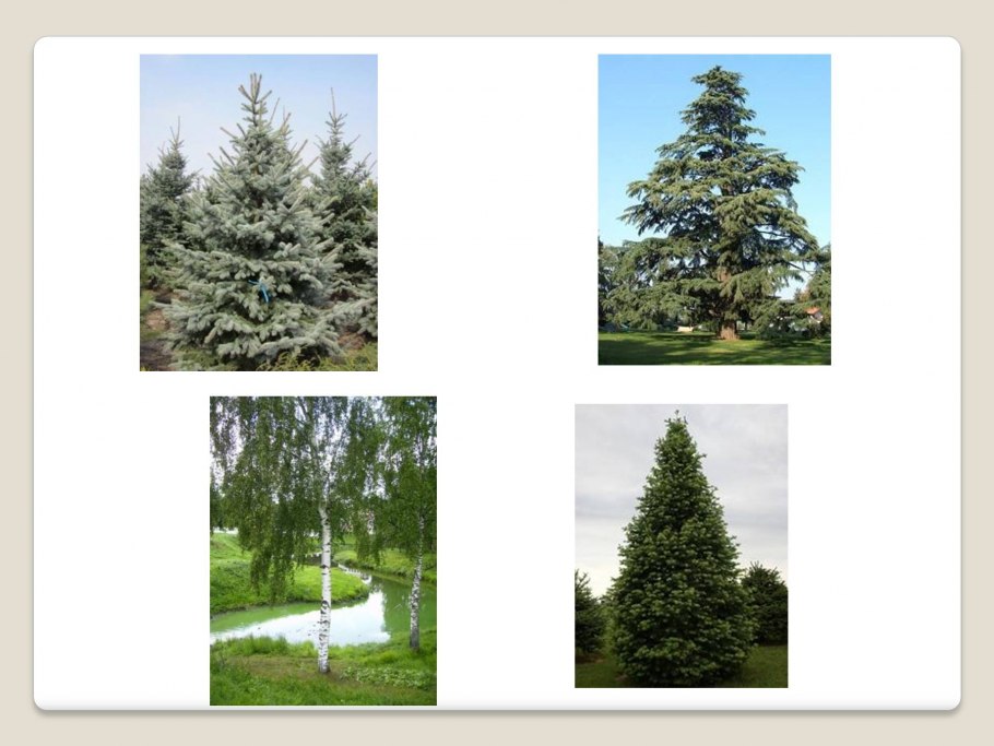 Береза, сосна, пихта, можжевельник, ель, кедр