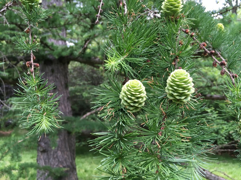 Лиственница Сибирская Larix sibirica
