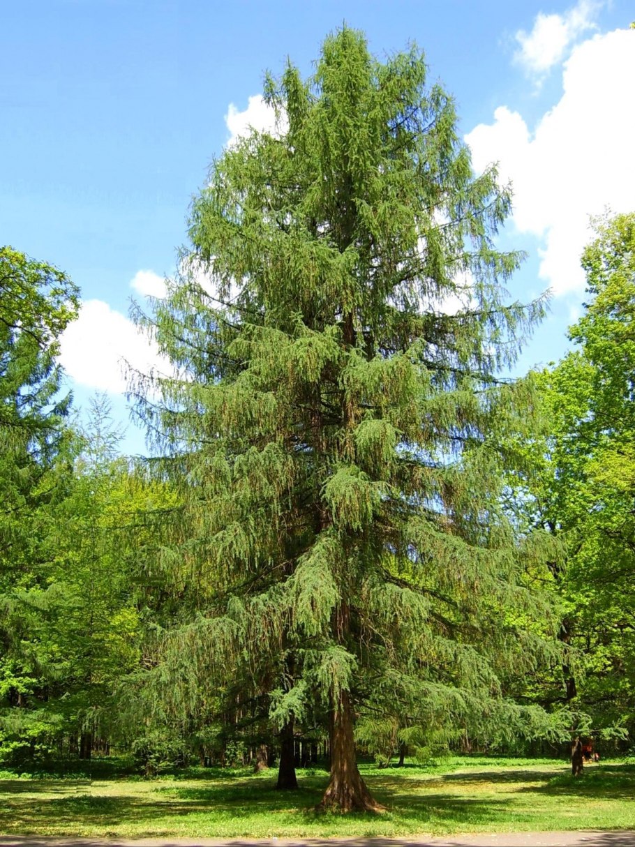 Лиственница европейская Larix