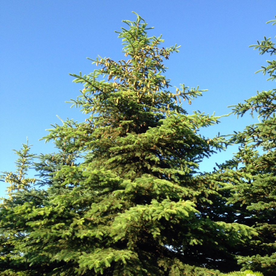 Пихта в Абхазии