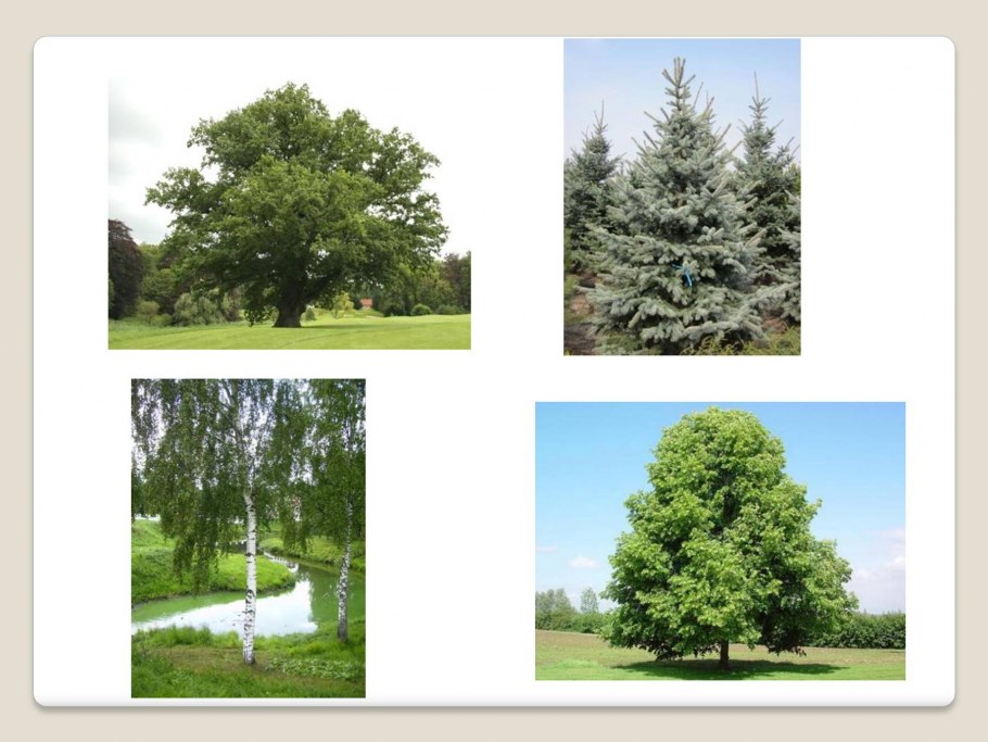 Берез дуб сосна ель пихта