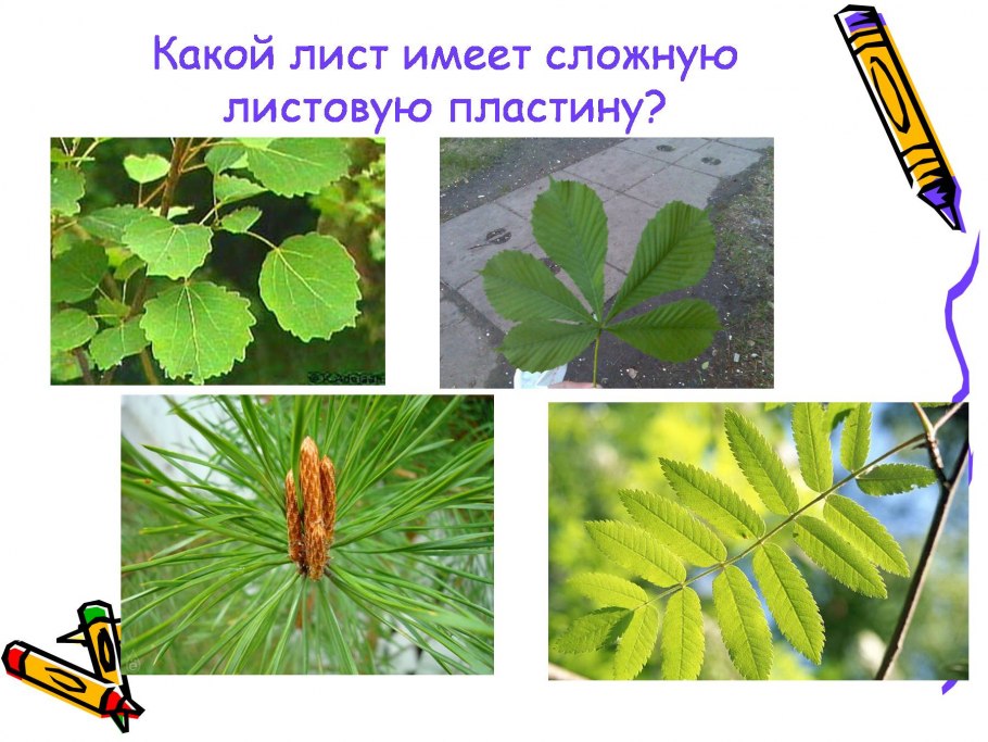 Листья хвойных и лиственных деревьев