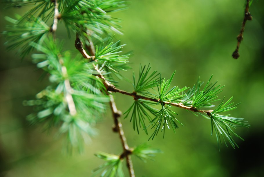 Ветка лиственницы