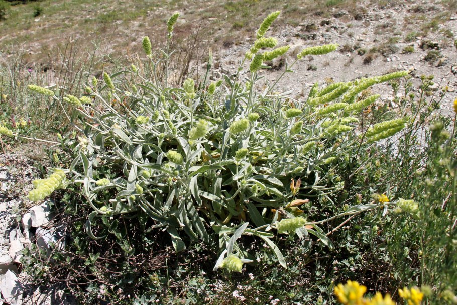 Тимьян ползучий (Thymus serpyllum)