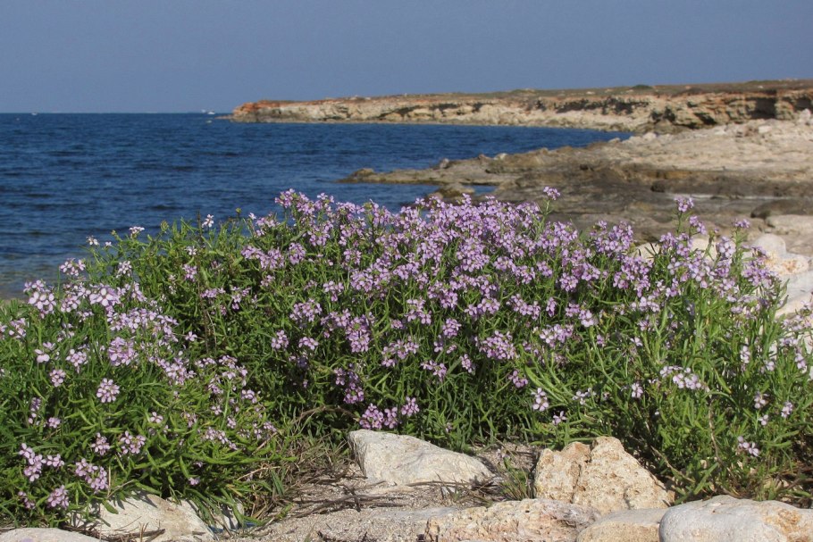 Морская горчица эвксинская