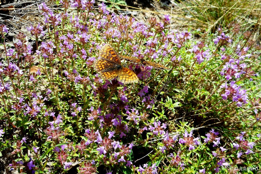 Hedysarum candidum