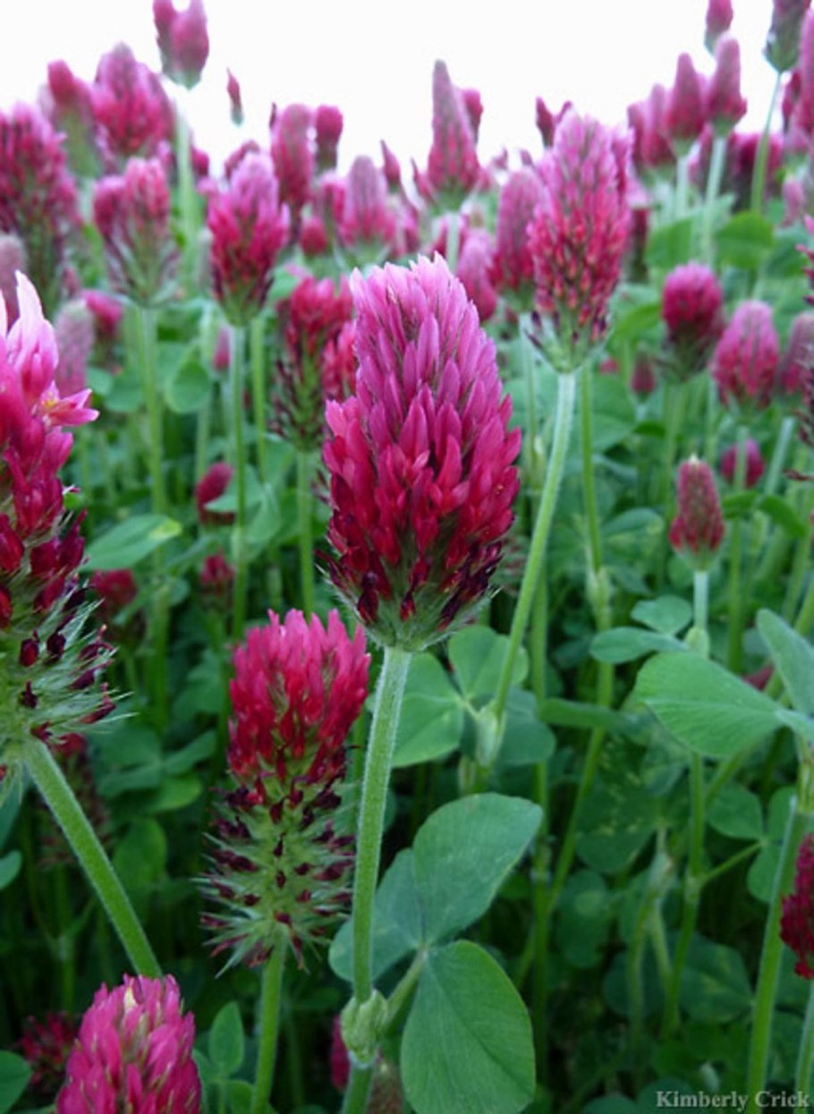 Многолетник бадан