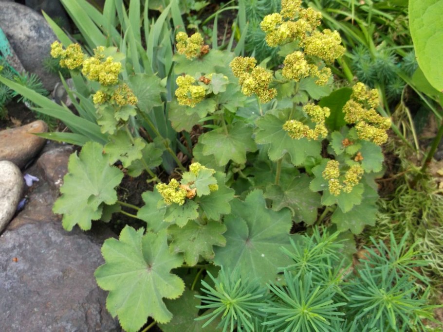 Растение Золотая розга (золотарник)