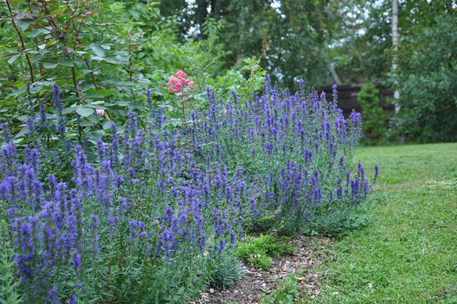 Моховой шалфей