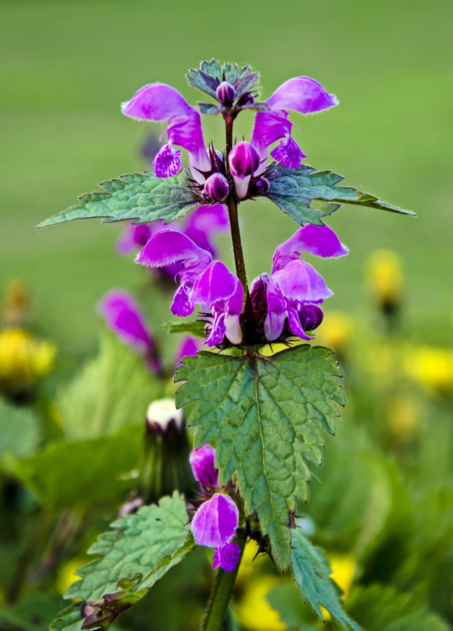 Собирание лекарственных растений
