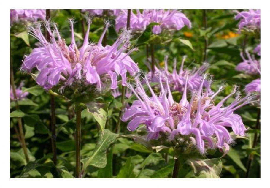 Teucrium - Дубровник chamaedrys